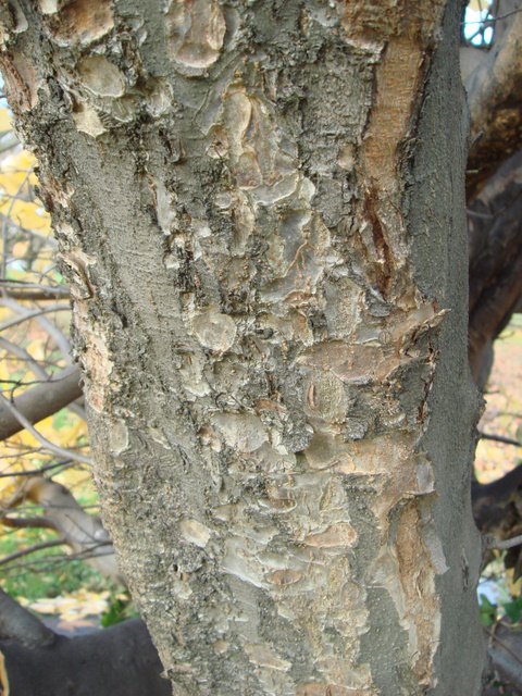 Parrotia persica ecorce
